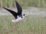 _MG_9892 Leucistic Black-necked Stilt.jpg