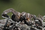 _MG_4342 Osprey.jpg