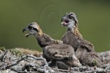 _MG_4870 Osprey.jpg