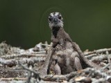 _MG_6739 Osprey.jpg