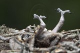 _MG_6747 Osprey.jpg