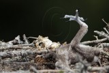 _MG_7159 Osprey.jpg