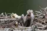 _MG_7238 Osprey.jpg