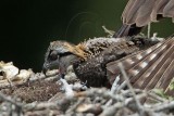_MG_7996 Osprey.jpg