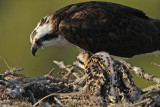 _MG_7225 Osprey.jpg