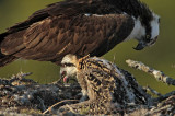 _MG_7293 Osprey.jpg