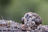 _MG_4886 Osprey.jpg