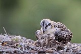 _MG_4889 Osprey.jpg