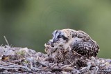 _MG_4890 Osprey.jpg