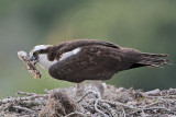 _MG_3493 Osprey.jpg
