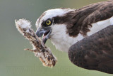 _MG_3493crop Osprey.jpg