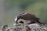 _MG_3500 Osprey.jpg