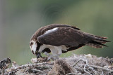 _MG_3509 Osprey.jpg