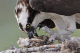 _MG_3509crop Osprey.jpg