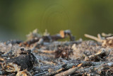 _MG_4585 Osprey.jpg