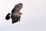 _MG_1149 Snail Kite.jpg