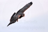 _MG_1152 Snail Kite.jpg
