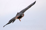 _MG_1154 Snail Kite.jpg