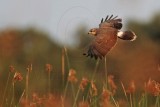 _MG_1201 Snail Kite.jpg
