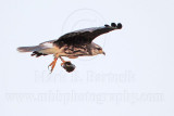 _MG_1288 Snail Kite.jpg