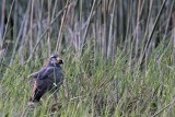 _MG_1517 Snail Kite.jpg