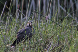 _MG_1538 Snail Kite.jpg