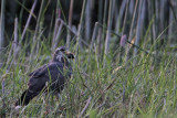 _MG_1542 Snail Kite.jpg
