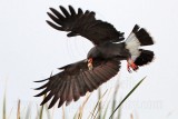 _MG_1588 Snail Kite.jpg