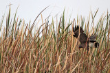 _MG_1591 Snail Kite.jpg