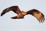 _MG_1761 Snail Kite.jpg