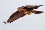 _MG_1820 Snail Kite.jpg
