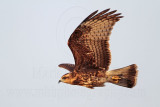 _MG_1823 Snail Kite.jpg