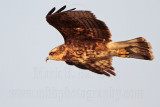 _MG_1827 Snail Kite.jpg