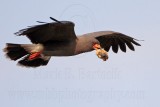 _MG_2002 Snail Kite.jpg