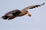 _MG_2006 Snail Kite.jpg