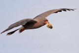 _MG_2007 Snail Kite.jpg
