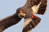 _MG_2020 Snail Kite.jpg