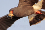 _MG_2024 Snail Kite.jpg