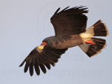 _MG_2028 Snail Kite.jpg