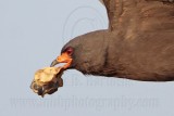 _MG_2072crop Snail Kite.jpg