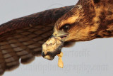 _MG_2129 Snail Kite.jpg