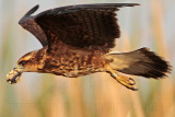 _MG_2140 Snail Kite.jpg