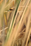 _MG_2381 Snail Kite.jpg