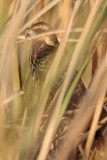 _MG_2443 Snail Kite.jpg