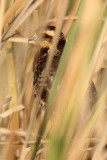 _MG_2536 Snail Kite.jpg