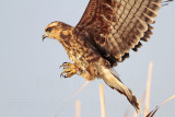 _MG_2642 Snail Kite.jpg
