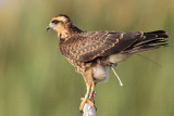 _MG_2854 Snail Kite.jpg