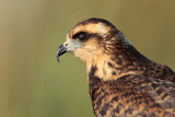 _MG_2941 Snail Kite.jpg