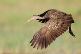 _MG_3096 Limpkin.jpg
