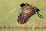 _MG_3098 Limpkin.jpg